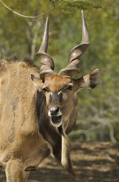 Giant Eland Taurotragus Derbianus Ucumari Photography Flickr