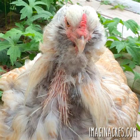 Caring for Molting Chickens - ImaginAcres