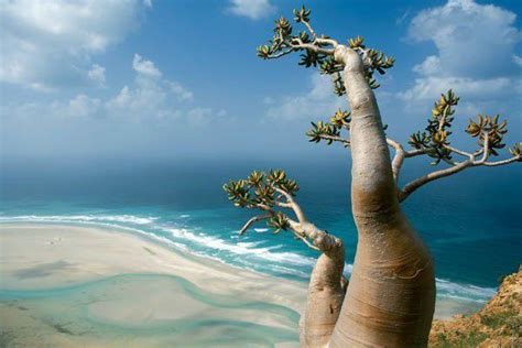 Fakta Menarik Tentang Pulau Socotra Yang Dipercaya Sebagai Tempat