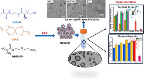 冰重结晶抑制纳米凝胶增强冷冻保存功效 ACS Applied Materials Interfaces X MOL