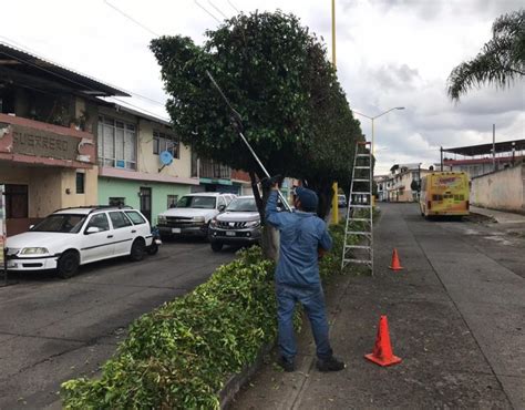 Michoac N Intensifica Parques Y Jardines Poda Preventiva De Rboles