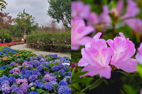 2023 台北花節浪漫開跑！台北玫瑰展 3 月登場 大安森林公園杜鵑花、繡球花接力綻放