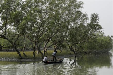 Women In Sundarbans Show How Mangroves Reduce Impact Of Cyclones