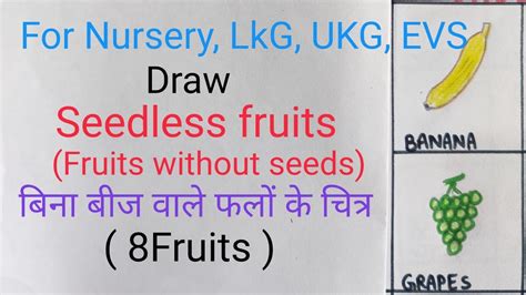 Seedless Fruits Drawing Seedless Fruits Name Fruits Without Seeds Name बिना बीज के फलों के