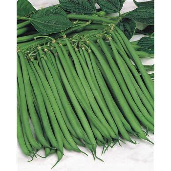 Haricot Nain Filet Mangetout Extra Fin Mix Graines Baumaux