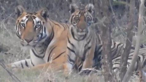 Satpura Tiger Reserve सतपुड़ा टाइगर रिजर्व बढ़ा बाघिन लैला का कुनबा संतान ने दिया एक शावक को