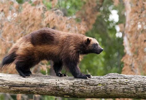 Wolverine Wildearth Guardians