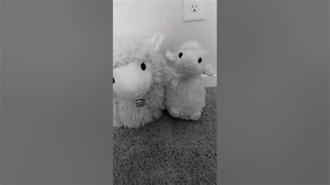 miss You!!#sheepy #shorts #fyp #tiktok #trending #sheeps #viral #memes - YouTube