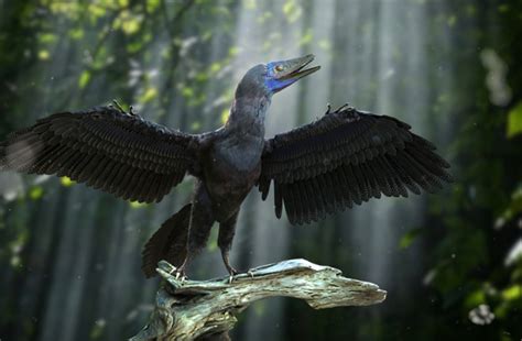 What Makes Archaeopteryx Fossils The Bizarre Bridge Between Dinos And Birds Discover Magazine