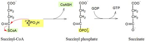 Krebs Cycle Step Proteopedia Life In D