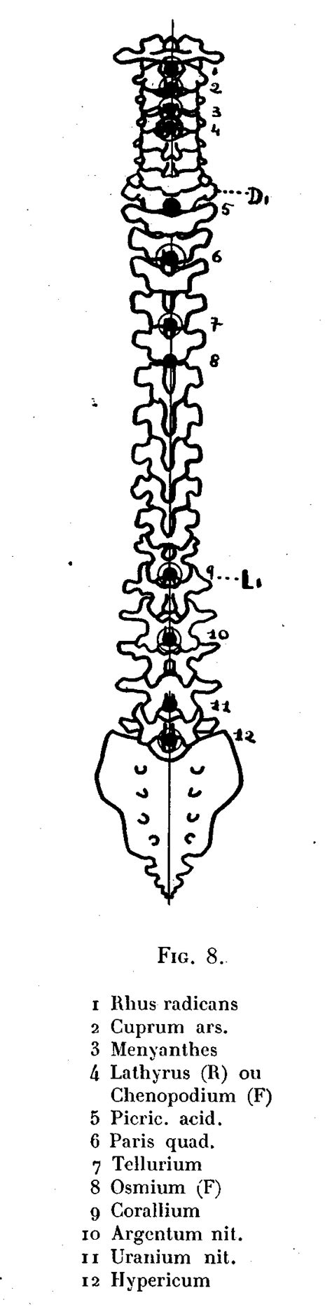 Rachis Par Le Dr Jean Daniaud Dossier Des Points Du Dr Auguste Weihe