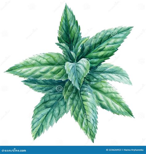 Peppermint on Isolated White Background, Watercolor Botanical Illustration Stock Illustration ...