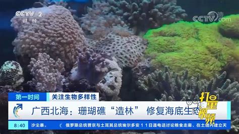 北海：科研人员开展珊瑚礁“造林”行动，修复海底生态腾讯视频