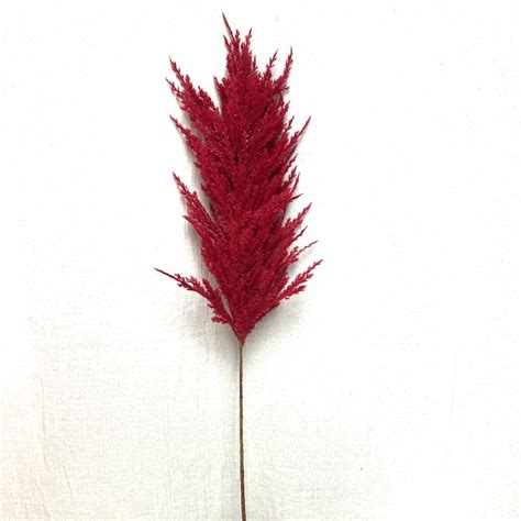 Pampas Grass Red Full My Flower Stop