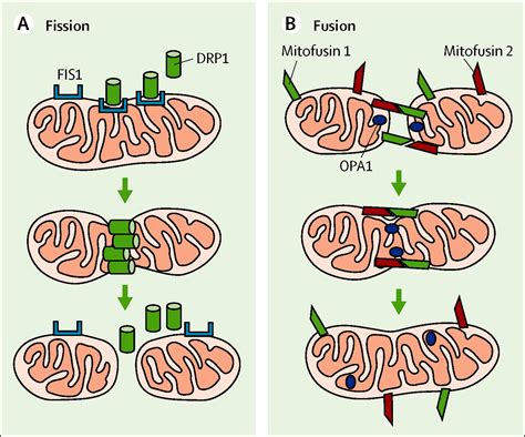 Mitochondria Hub Of Injury Responses In The Developing Brain The