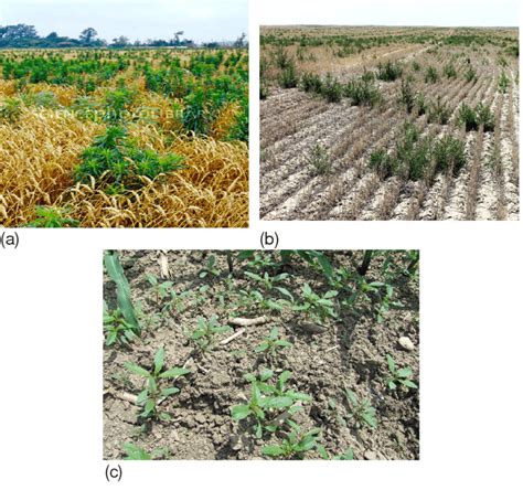 Three Resistant Weed Species A B C To Glyphosate Herbicide At