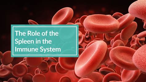 The Role of the Spleen in the Immune System - CBH Energetics