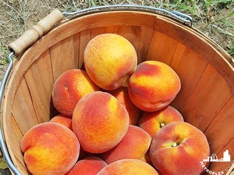 Heres The Best Places To Pick Peaches Near Dallas Fort Worth