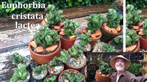 COMO FAZER MUDAS DE EUPHORBIA CRISTATA LACTEA YouTube