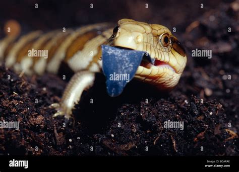 Ein Blue Tongue Lizard Jungtier Ragt Seine Leuchtend Blaue Zunge