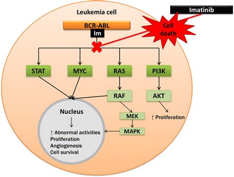 Signal Transduction Pathway Of The Bcr Abl Fusion Gene And Imatinib