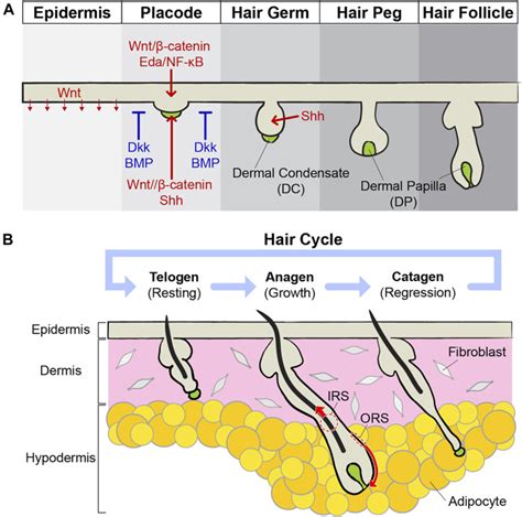 Hair Follicle Morphogenesis During Embryogenesis Neogenesis And