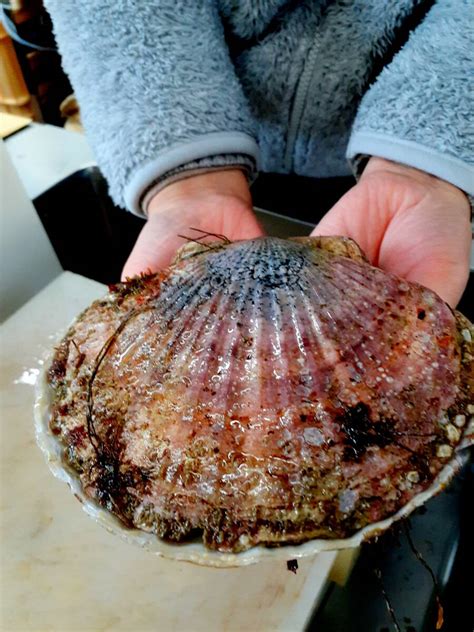 お家 ご馳走 空輸便 北海道 根室産の天然 特大殻付きホタテ5個 刺身 寿司やムニエル天婦羅 鍋 どうぞホタテ｜売買されたオークション情報