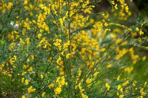 Identify Yellow Flowering Shrubs Best Flower Site