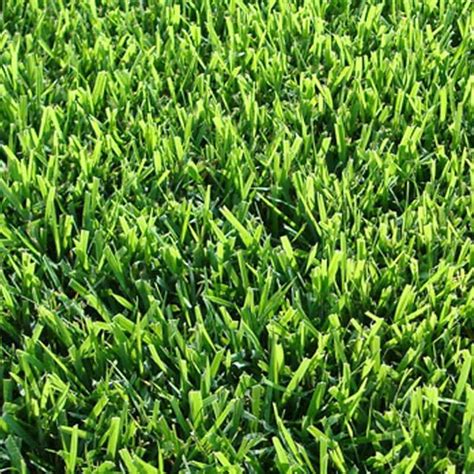 Zoysia Varieties Professionally Installed San Antonio Landscaping