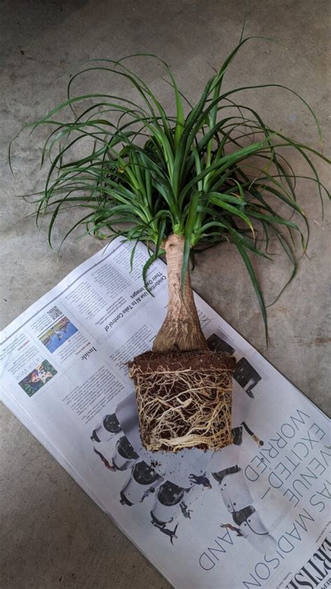 Ponytail Palm Soil