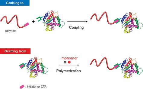 Proteins As Initiators Of Controlled Radical Polymerization Grafting From Via Atrp And Raft