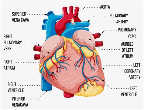 Infarto Miocardico Acuto Doctorium