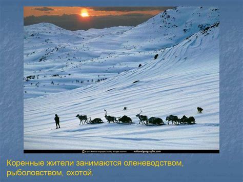 Тундра. Климат в тундре - презентация онлайн