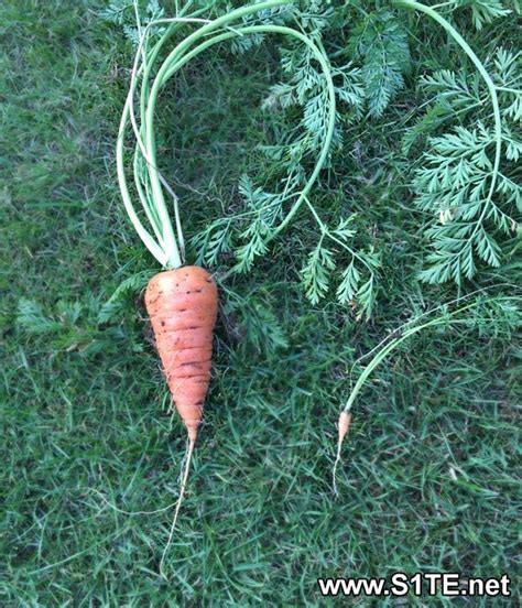 Growing Carrots In Containers Or Pots How To Guide And Tips