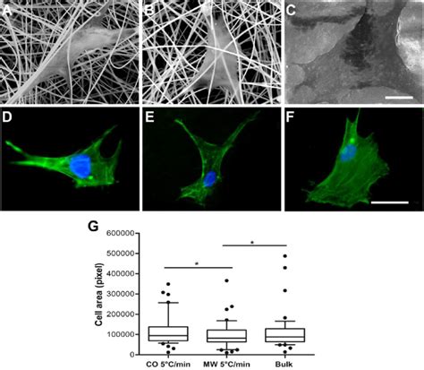 Characterization Of Cell Morphology And Actin Cytoskeleton Organization