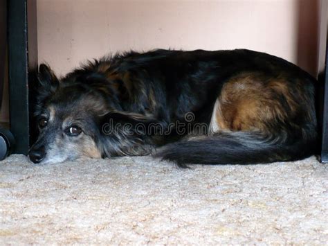 Perro Solitario Abandonado Yace Triste Mestizo En Alfombra Foto De