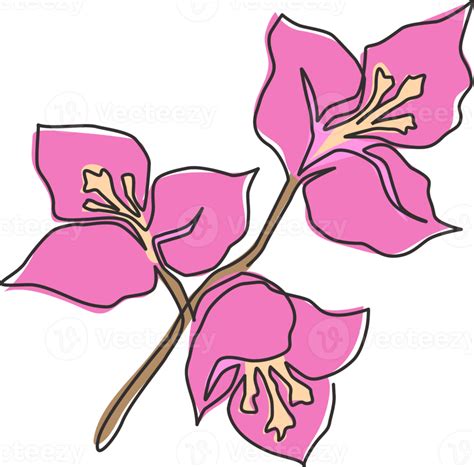 One Single Line Drawing Of Beauty Fresh Bougainville For Wall Home