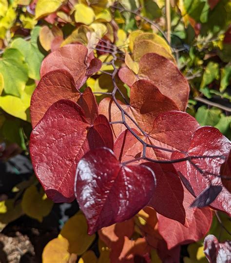 Cercis Canadensis Flame Thrower® Flame Thrower® Eastern Redbud From