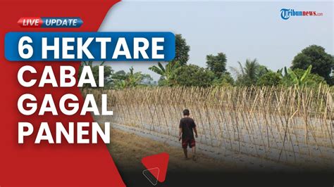 Petani Di Bogor Kehilangan Mata Pencaharian Imbas Kekeringan 6 Hektar