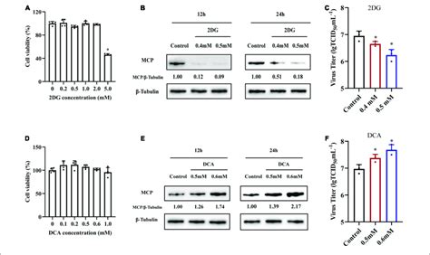 The Roles Of Glycolysis During Sgiv Replication Ad The