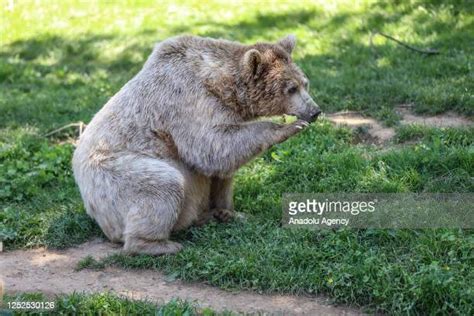 Bear Hibernating Photos And Premium High Res Pictures Getty Images