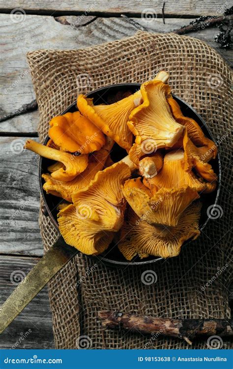 Chantarelle Mushrooms Stock Photo Image Of Chanterelle 98153638