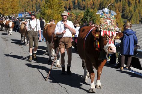 Almabtrieb Hotel Bacher Hotel Im Ahrntal Rein In Taufers