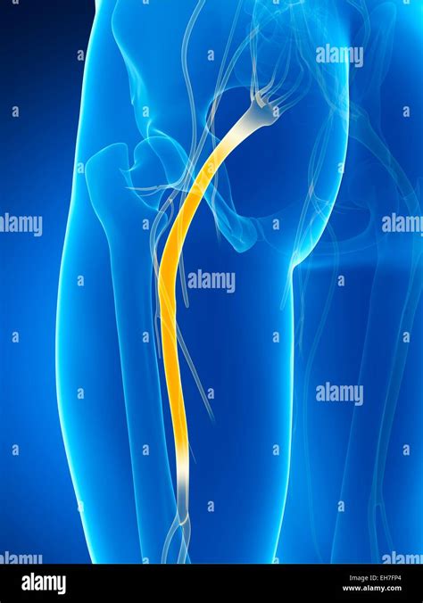 Human Sciatic Nerve Illustration High Resolution Stock Photography And