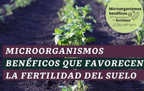 Microorganismos benéficos que favorecen la fertilidad del suelo ...