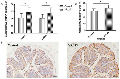 Effect Of L Plantarum Yrl45 On The Intestinal Mucin Expression Of Mice Download Scientific