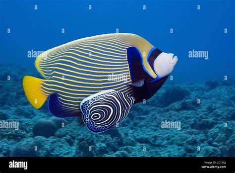 Adult & juvenile emperor angelfish - Pomacanthus imperator [Digitally ...