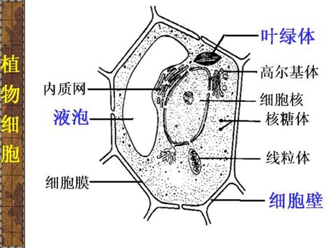 高中生物细胞器图手绘,八种细胞器手绘图 - 伤感说说吧