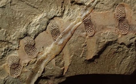 Microdictyon Sinicum Fossil Cambrian Chengjiang ミクロディクティオン 澄江動物群 Fosiles