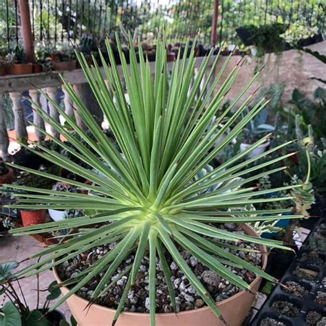 Agave Planta Cuidados Caracter Sticas Y Tipos Prado Home